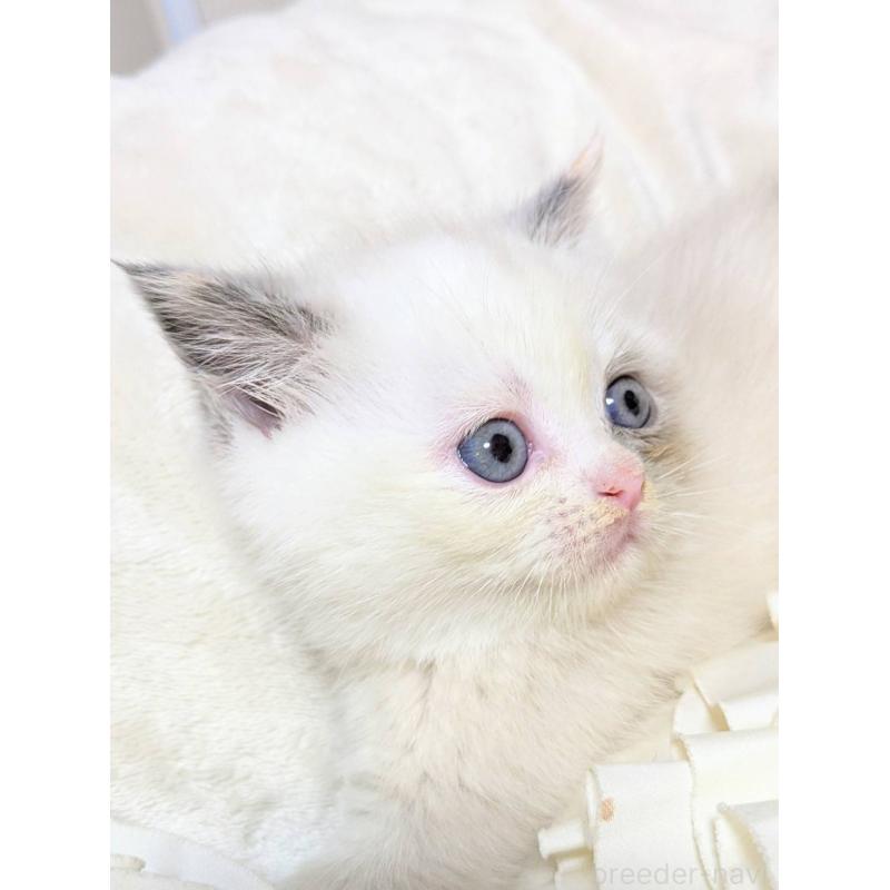 販売中の北海道のミヌエット-132969の3枚目