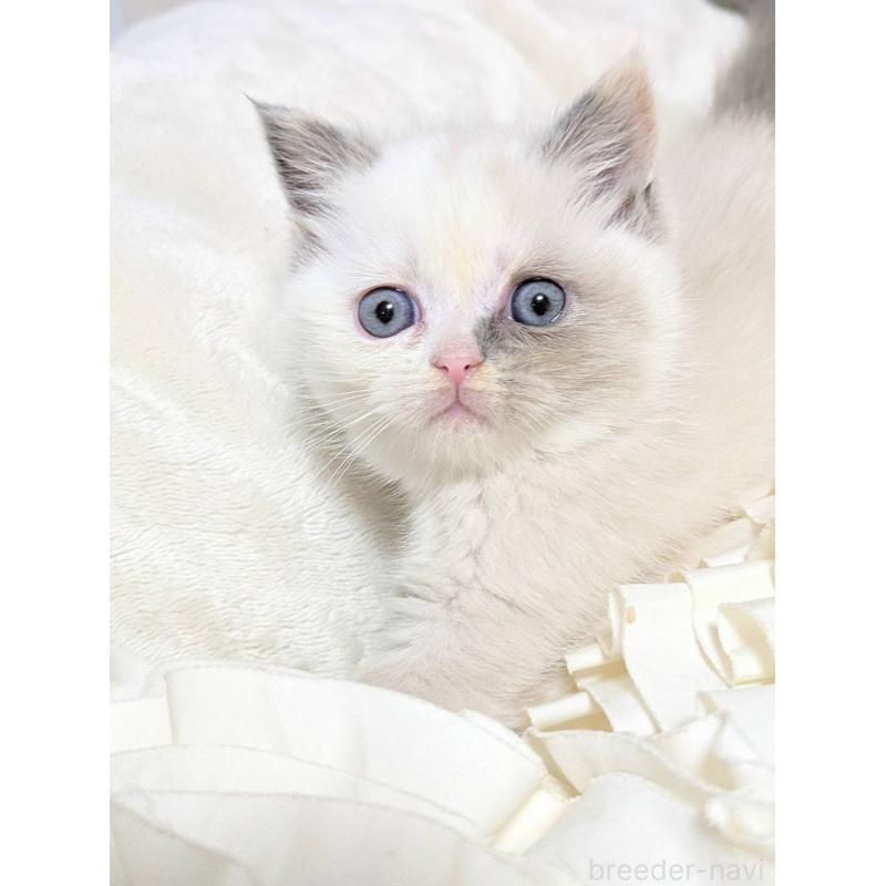 販売中の北海道のミヌエット-132969の2枚目