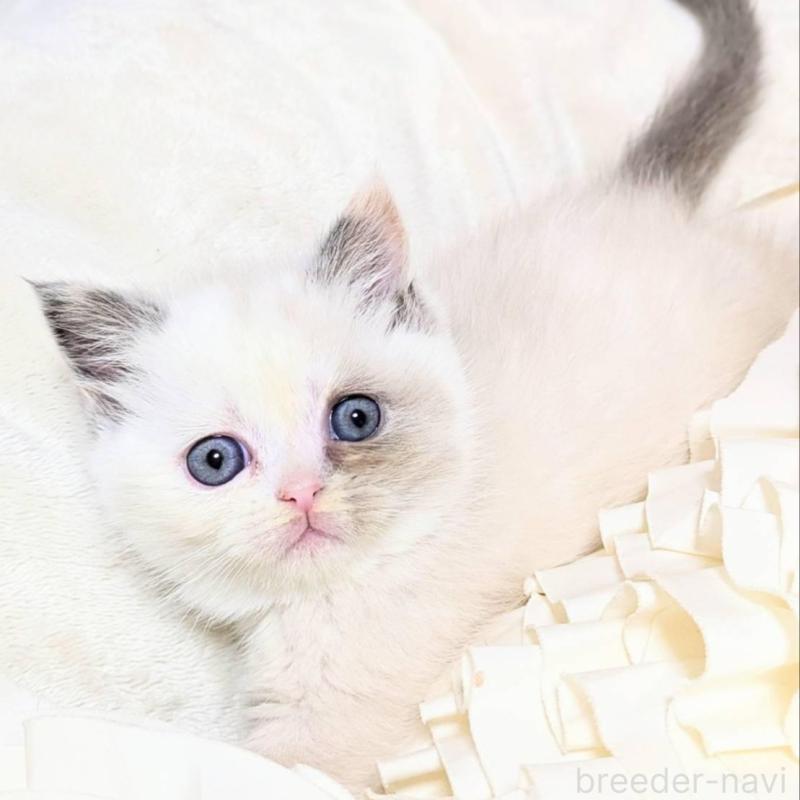 販売中の北海道のミヌエット-132969