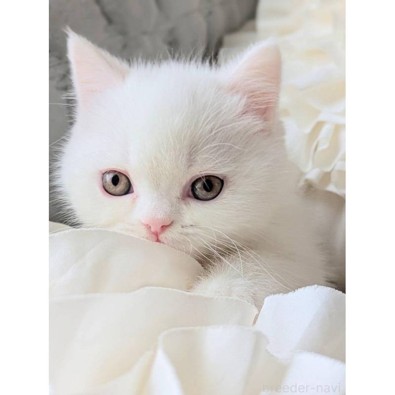 販売中の北海道のエキゾチックショートヘア-132970の5枚目