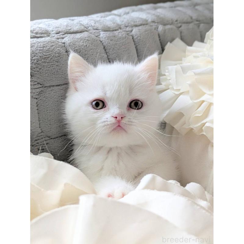 販売中の北海道のエキゾチックショートヘア-132970の4枚目