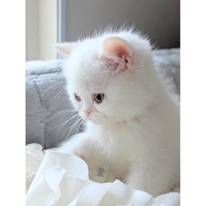 販売中の北海道のエキゾチックショートヘア-132970の3枚目