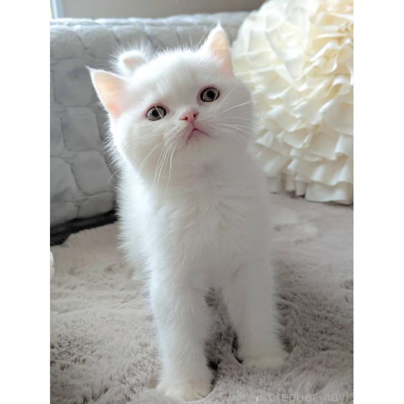 販売中の北海道のエキゾチックショートヘア-132970の2枚目