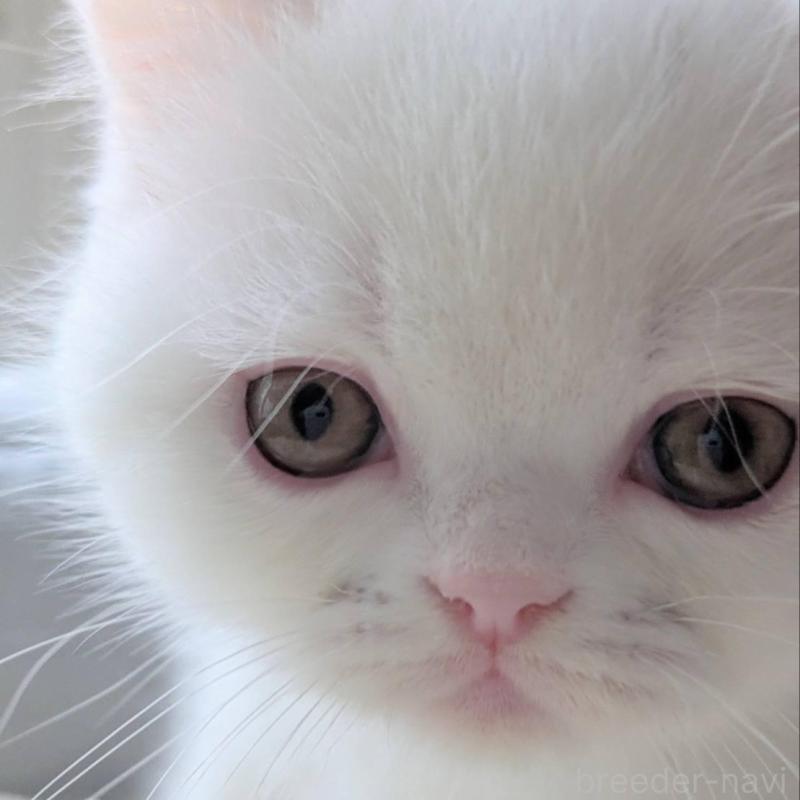 販売中の北海道のエキゾチックショートヘア-132970の1枚目