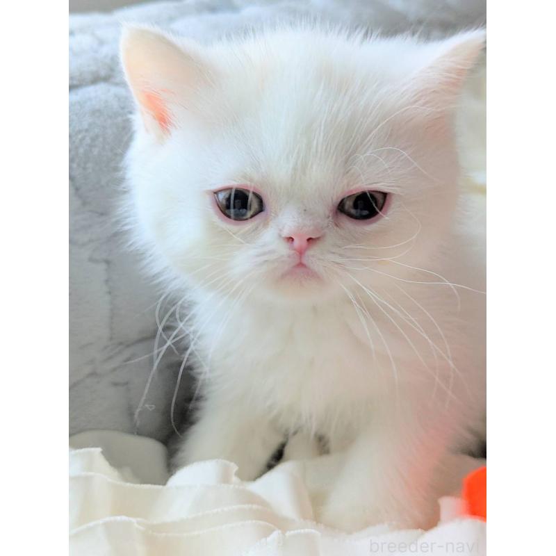 販売中の北海道のエキゾチックショートヘア-132971の5枚目