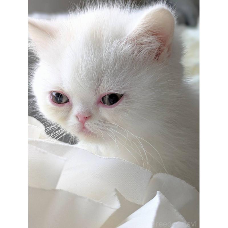 販売中の北海道のエキゾチックショートヘア-132971の4枚目