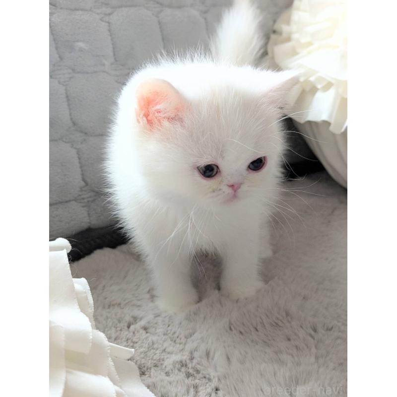 販売中の北海道のエキゾチックショートヘア-132971の3枚目