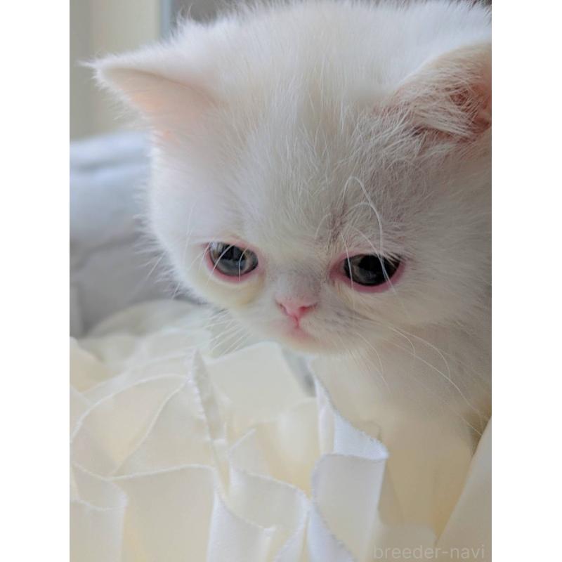 販売中の北海道のエキゾチックショートヘア-132971の2枚目