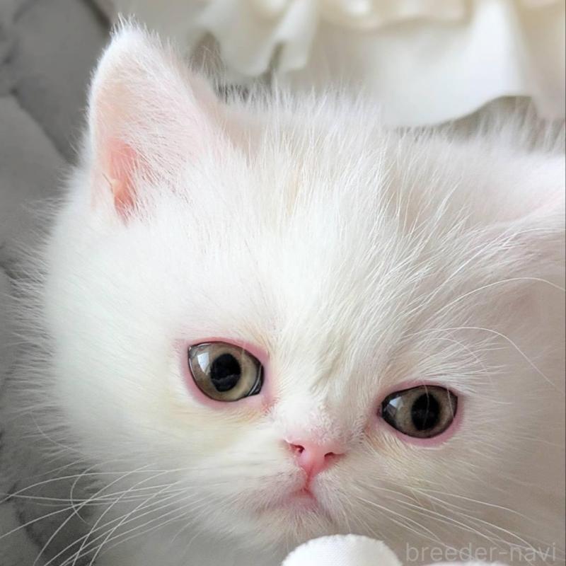 販売中の北海道のエキゾチックショートヘア-132971