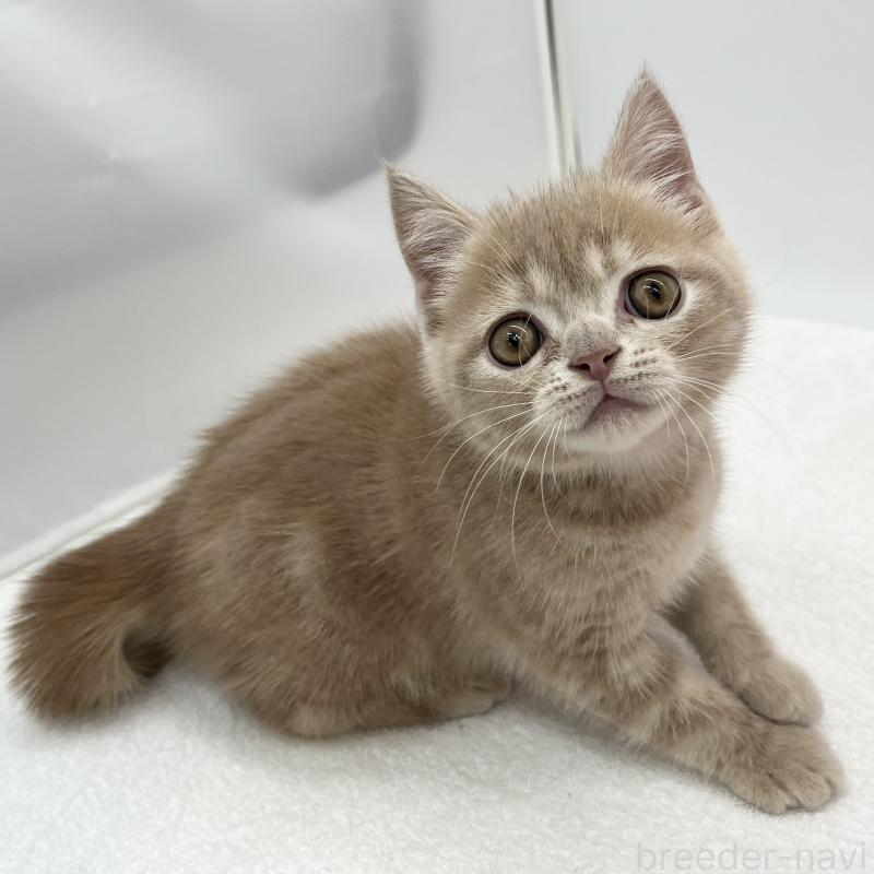 販売中の愛知県のエキゾチックショートヘア-132972の5枚目