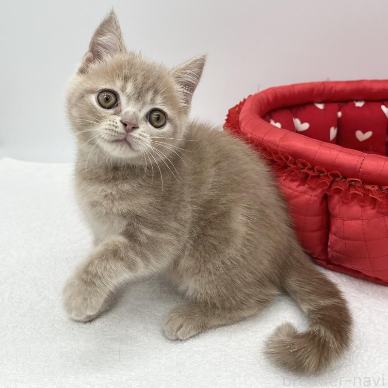 販売中の愛知県のエキゾチックショートヘア-132972の1枚目