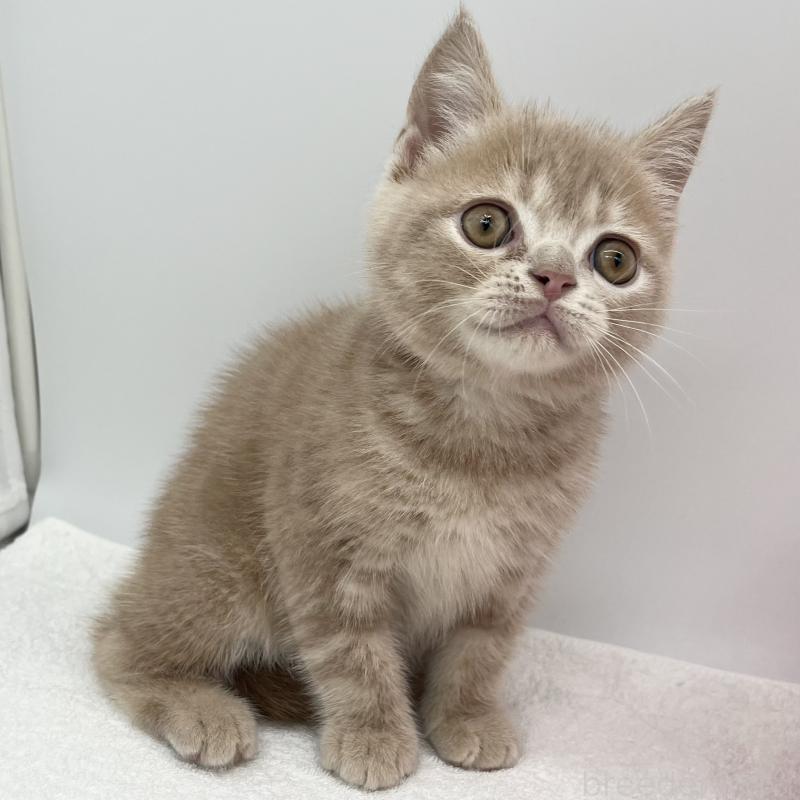 販売中の愛知県のエキゾチックショートヘア-132972の4枚目