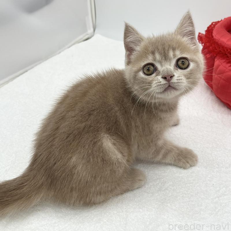 販売中の愛知県のエキゾチックショートヘア-132972の2枚目