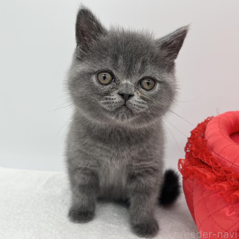 販売中の愛知県のエキゾチックショートヘア-132973の5枚目