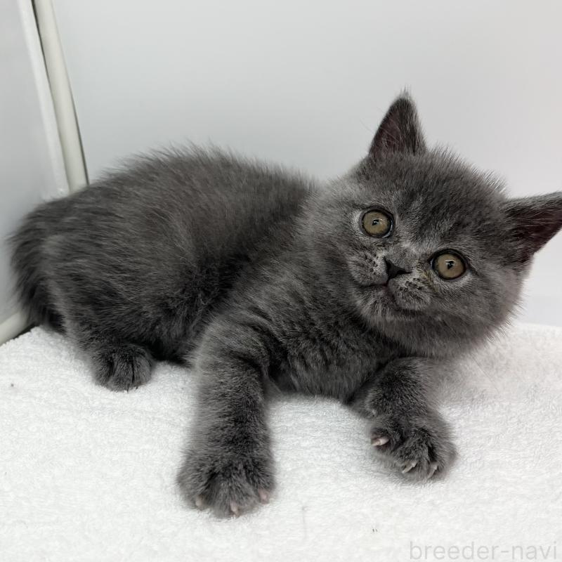 販売中の愛知県のエキゾチックショートヘア-132973の4枚目