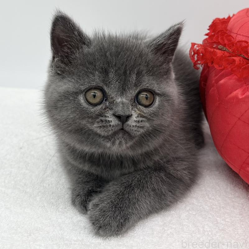 販売中の愛知県のエキゾチックショートヘア-132973