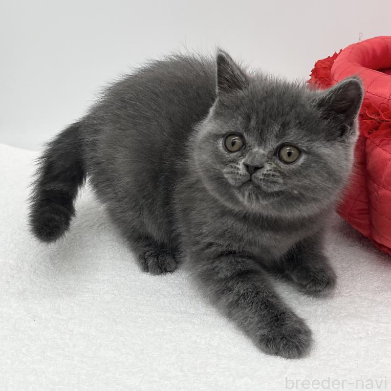 販売中の愛知県のエキゾチックショートヘア-132973の3枚目