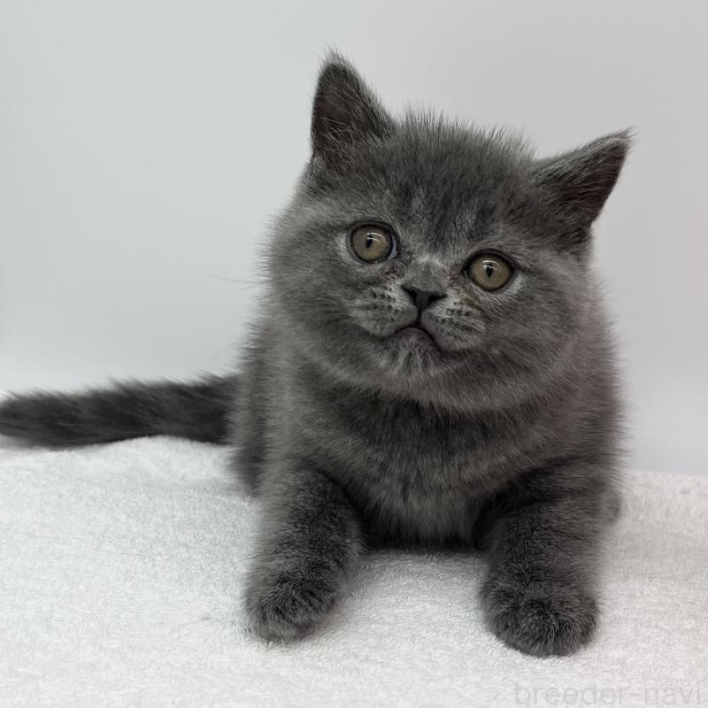 販売中の愛知県のエキゾチックショートヘア-132973の2枚目