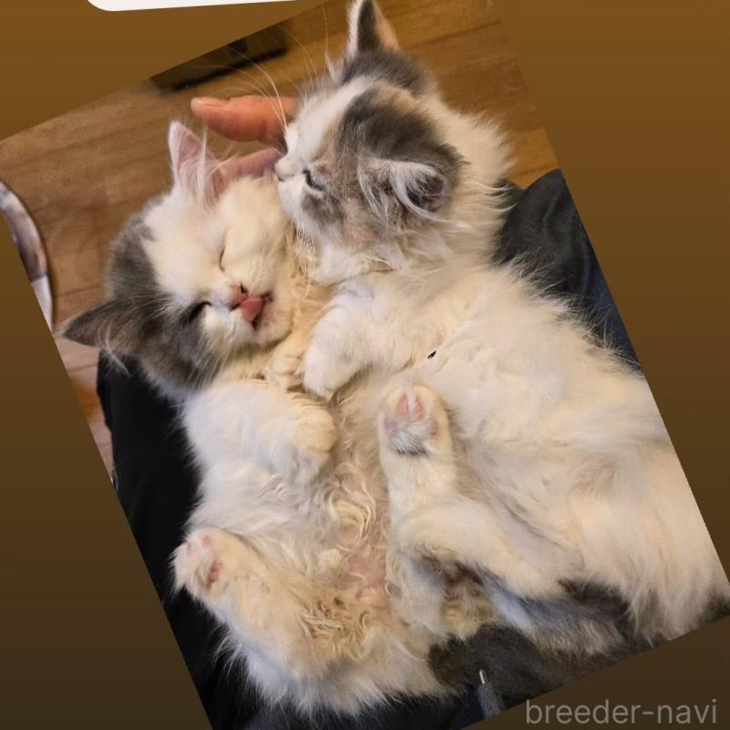 販売中の千葉県のミヌエット-130508の2枚目