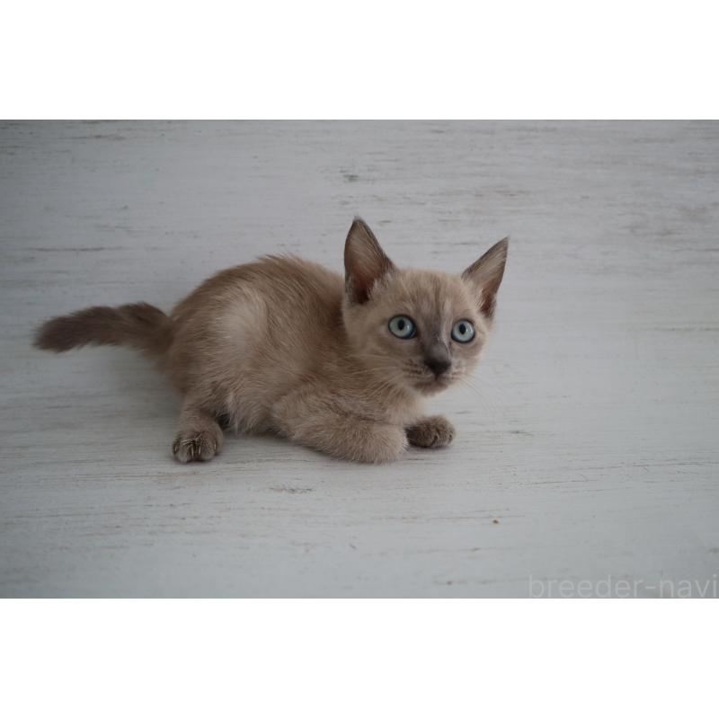 販売中の長野県のトイボブ-127879