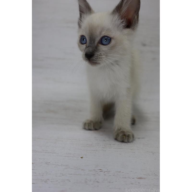 販売中の長野県のトイボブ-127916の10枚目