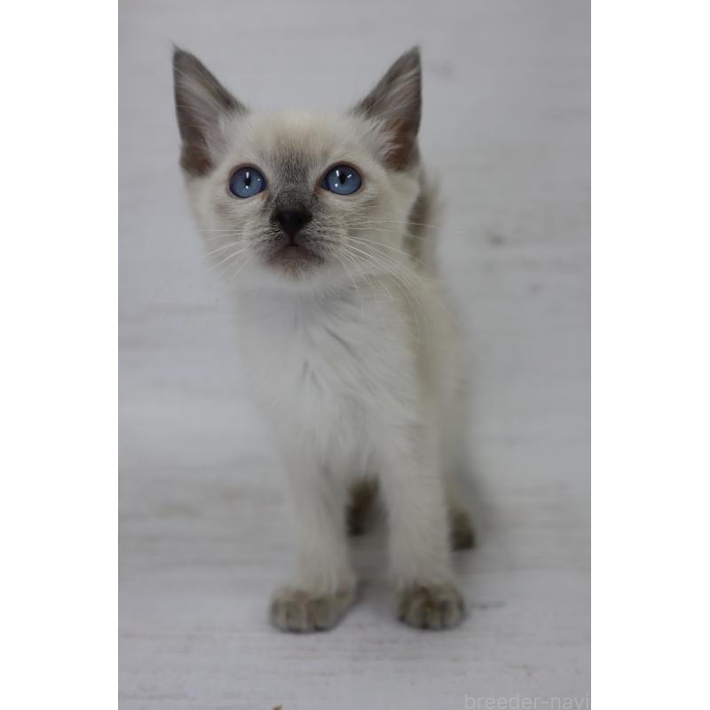 販売中の長野県のトイボブ-127916の9枚目