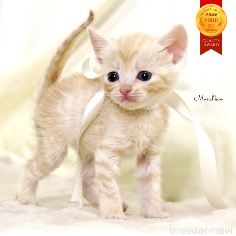 販売中の栃木県のマンチカン-132974