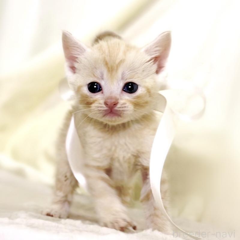 販売中の栃木県のマンチカン-132974の10枚目