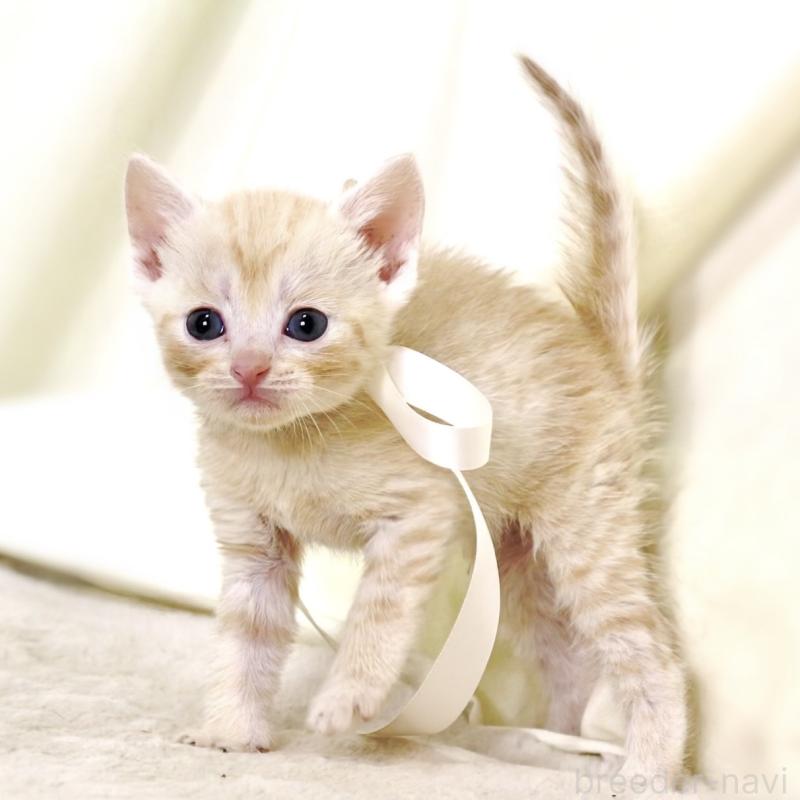 販売中の栃木県のマンチカン-132974の9枚目