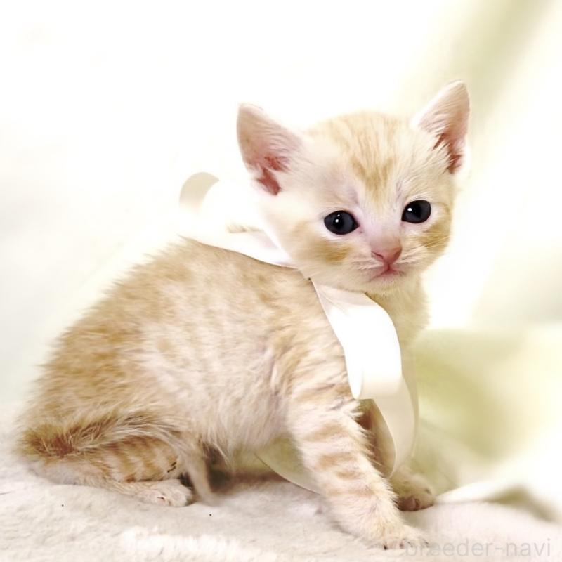 販売中の栃木県のマンチカン-132974の8枚目