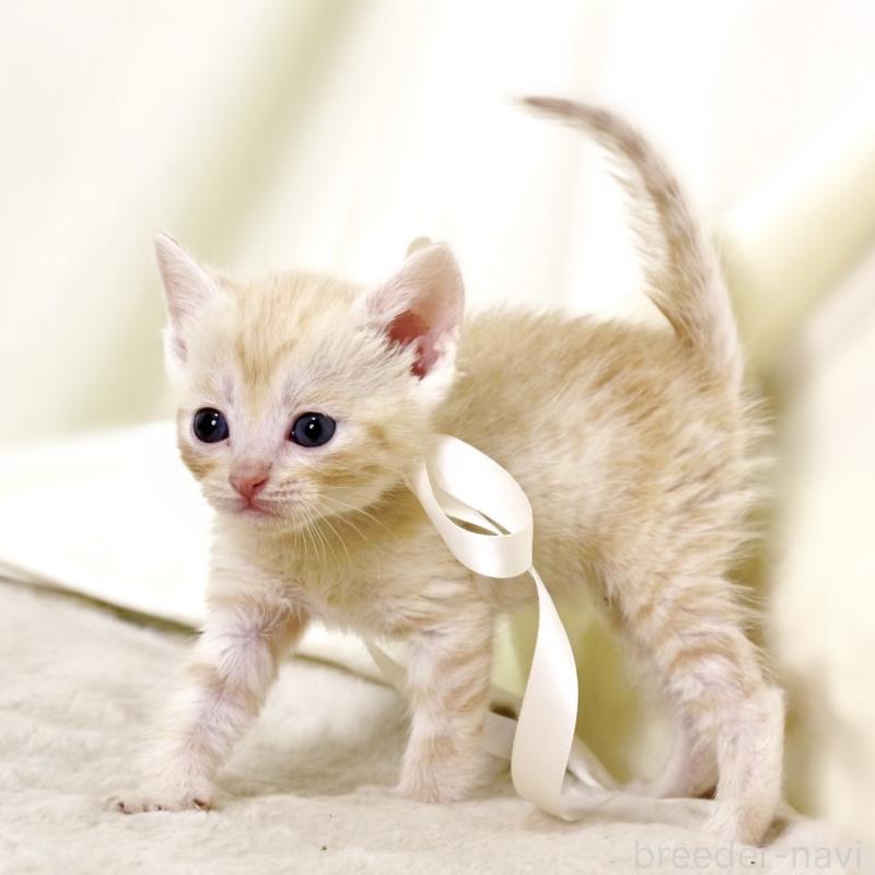 販売中の栃木県のマンチカン-132974の7枚目