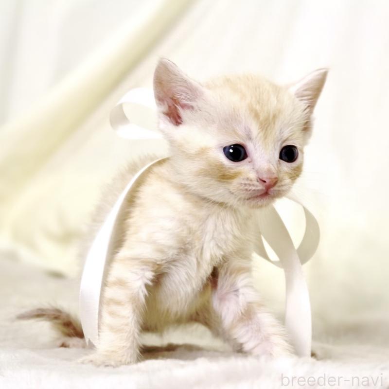 販売中の栃木県のマンチカン-132974の6枚目