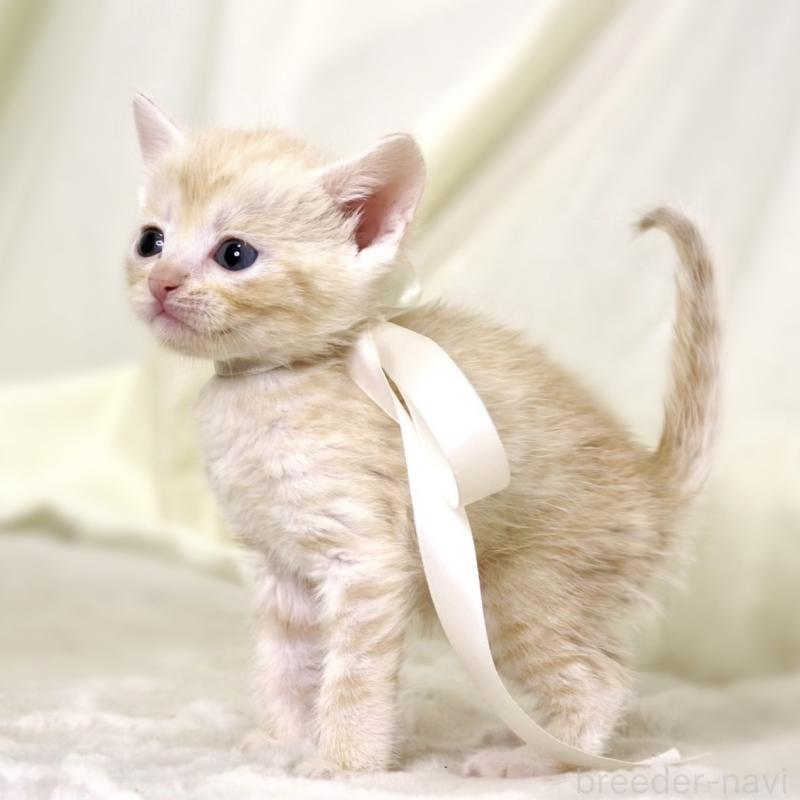 販売中の栃木県のマンチカン-132974の5枚目