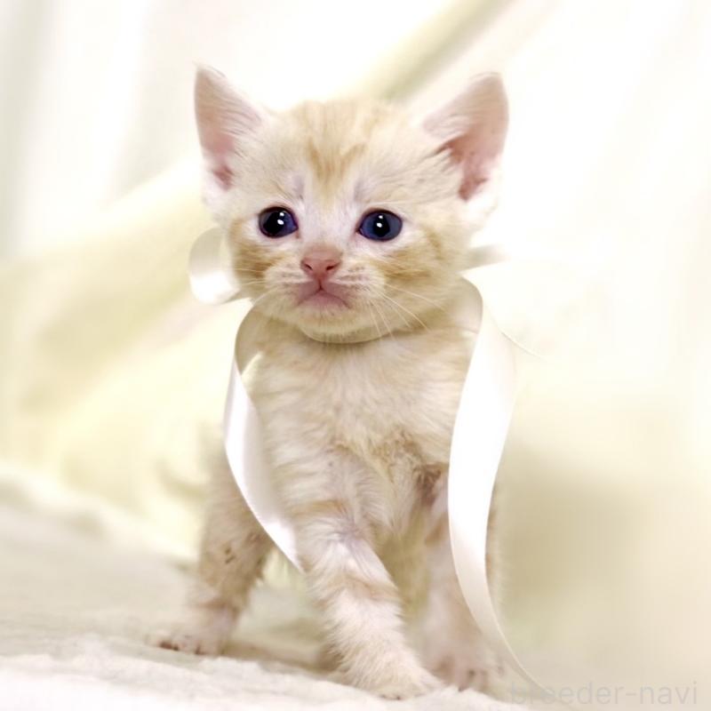 販売中の栃木県のマンチカン-132974の4枚目