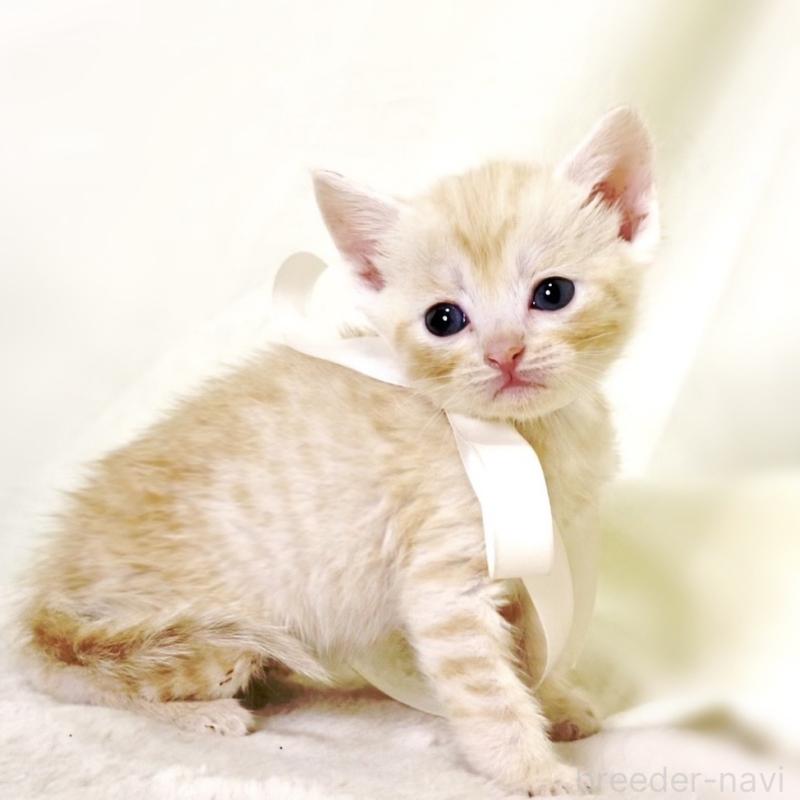 販売中の栃木県のマンチカン-132974の3枚目