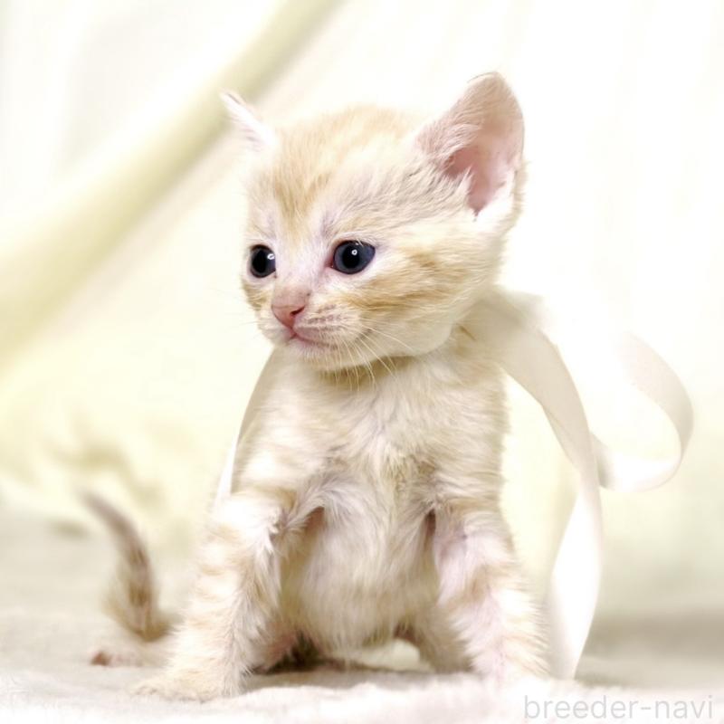 販売中の栃木県のマンチカン-132974の2枚目