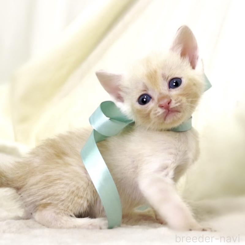 販売中の栃木県のマンチカン-132975