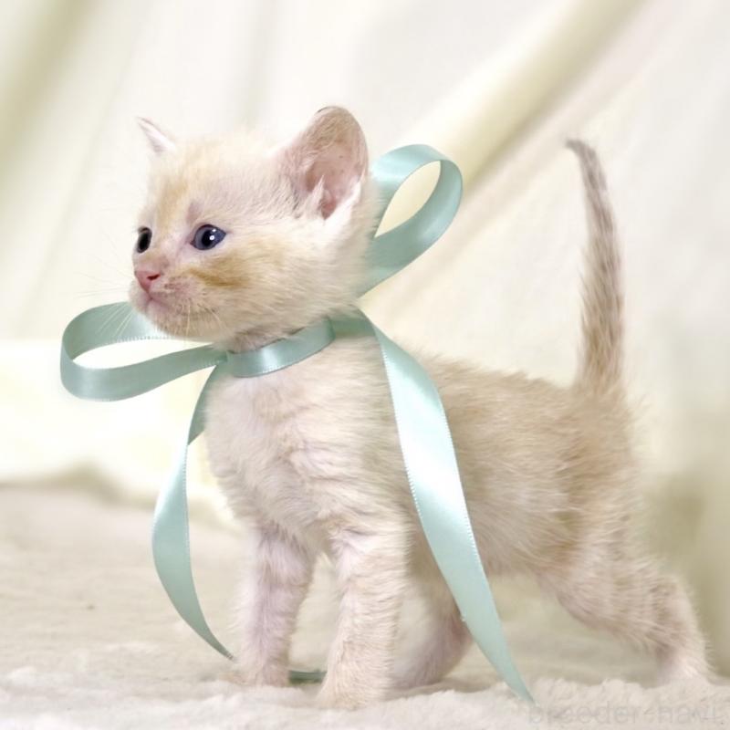 販売中の栃木県のマンチカン-132975の10枚目