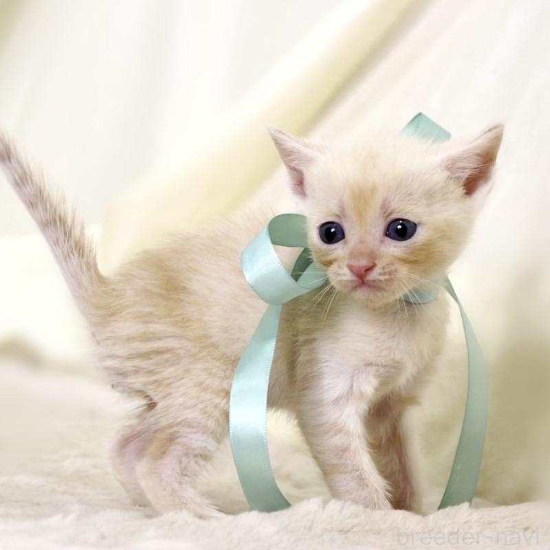 販売中の栃木県のマンチカン-132975の9枚目