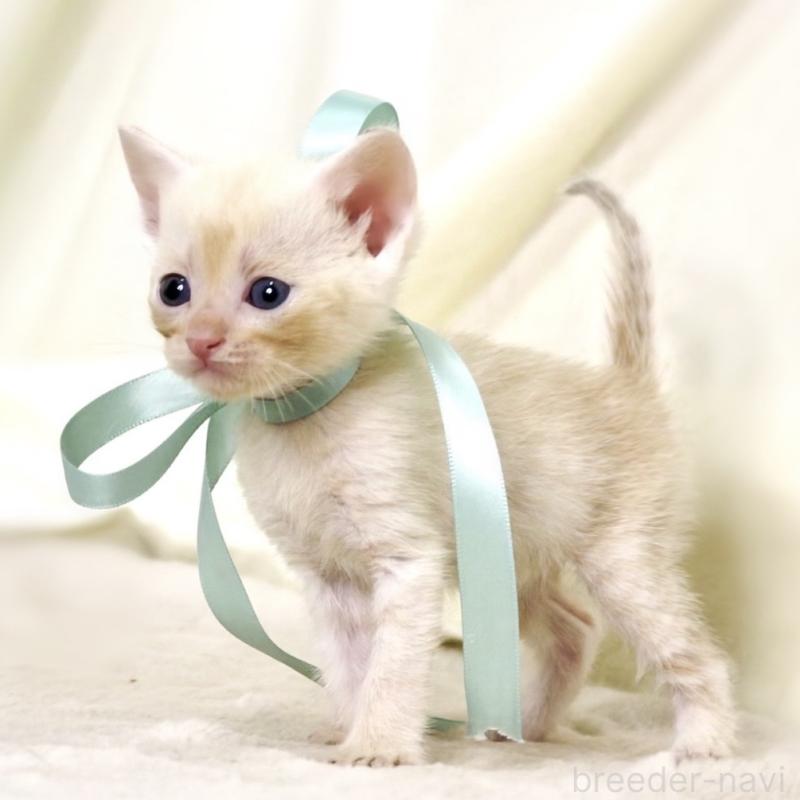 販売中の栃木県のマンチカン-132975の8枚目