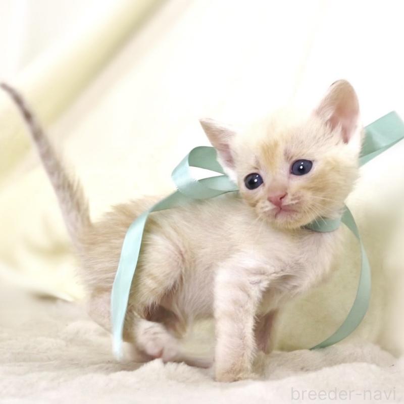 販売中の栃木県のマンチカン-132975の7枚目