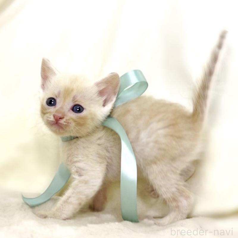 販売中の栃木県のマンチカン-132975の5枚目