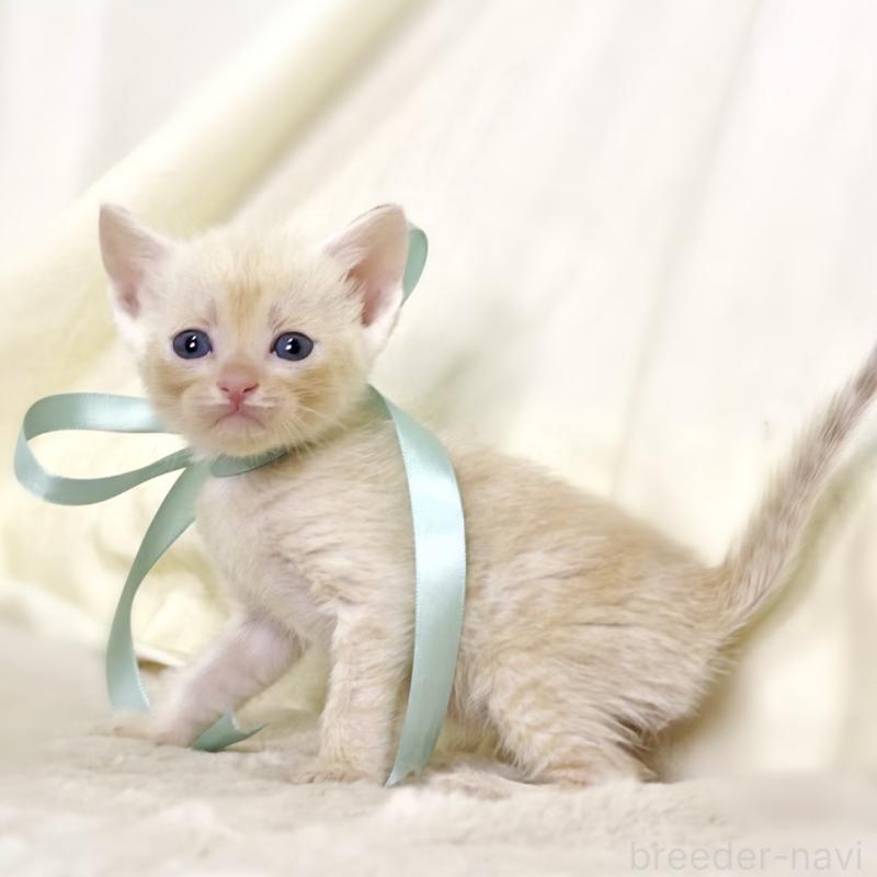 販売中の栃木県のマンチカン-132975の4枚目