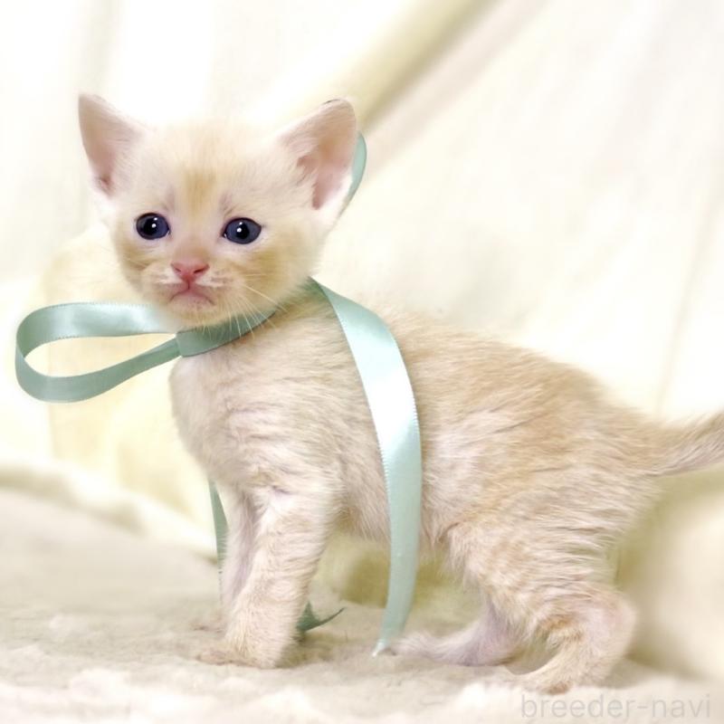 販売中の栃木県のマンチカン-132975の3枚目