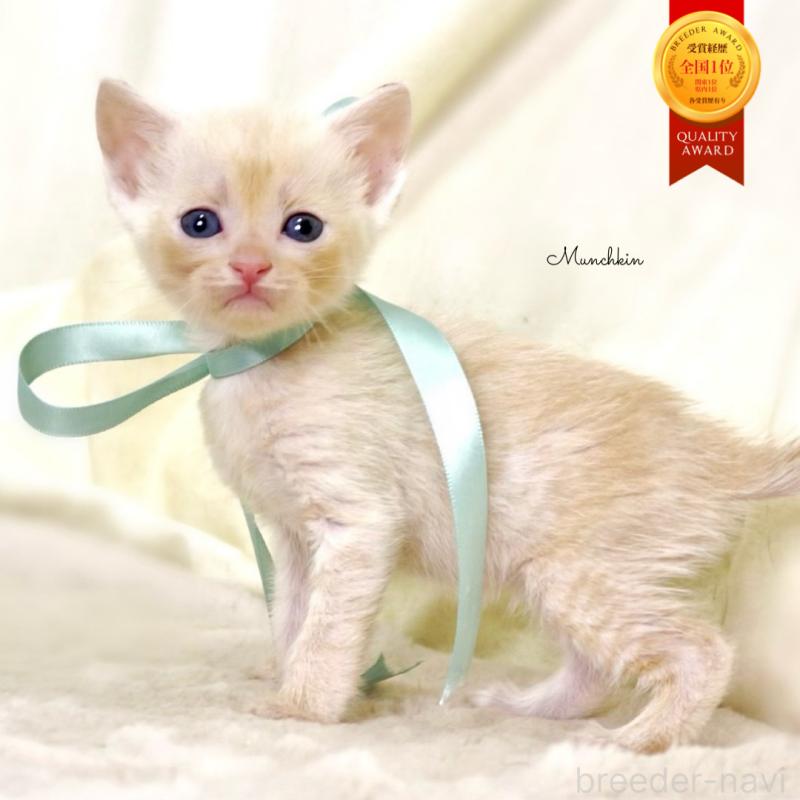 販売中の栃木県のマンチカン-132975の2枚目