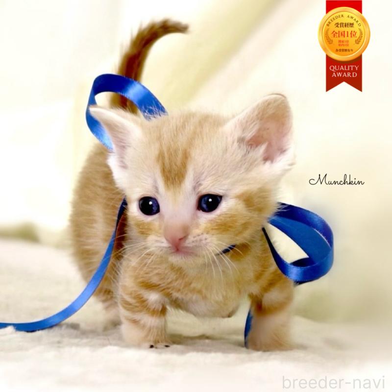 販売中の栃木県のマンチカン(短足)-132976の1枚目