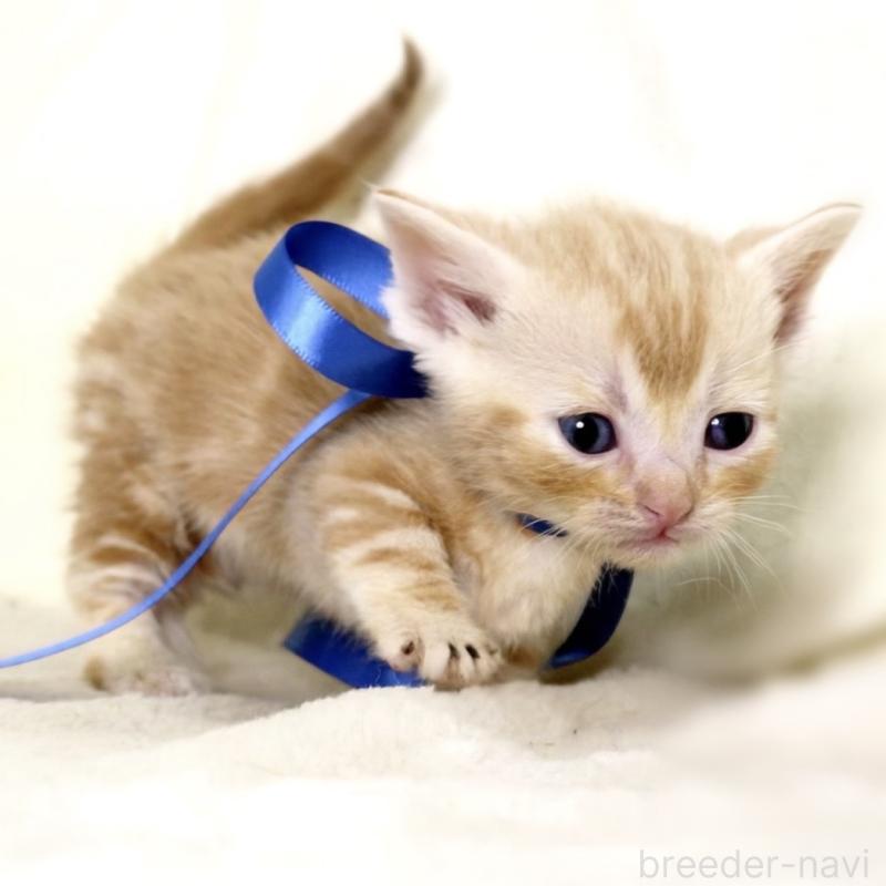 販売中の栃木県のマンチカン(短足)-132976の10枚目