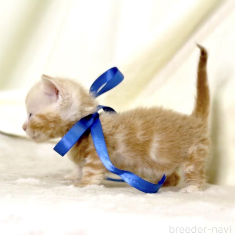 販売中の栃木県のマンチカン(短足)-132976の9枚目