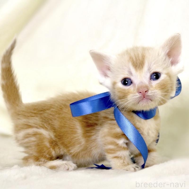 販売中の栃木県のマンチカン(短足)-132976の8枚目