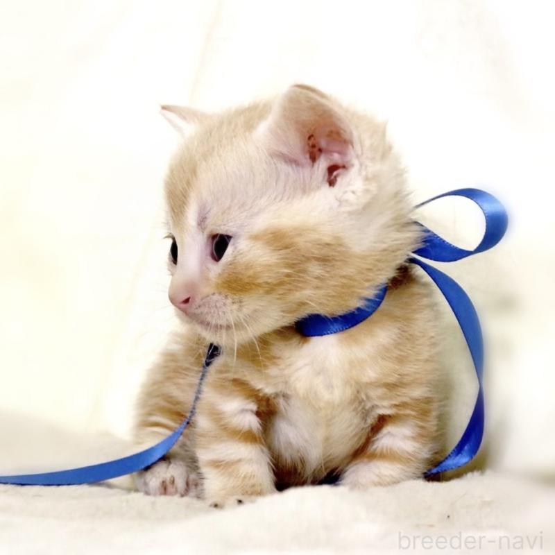 販売中の栃木県のマンチカン(短足)-132976の7枚目